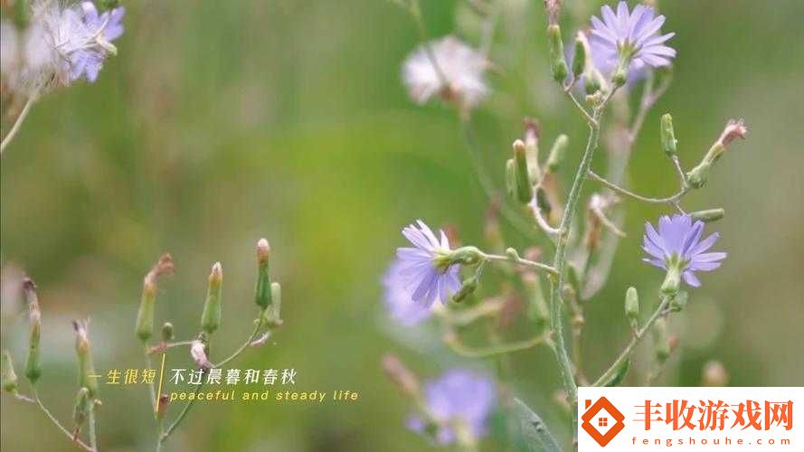 野花高清完整版免費(fèi)觀看視頻大全