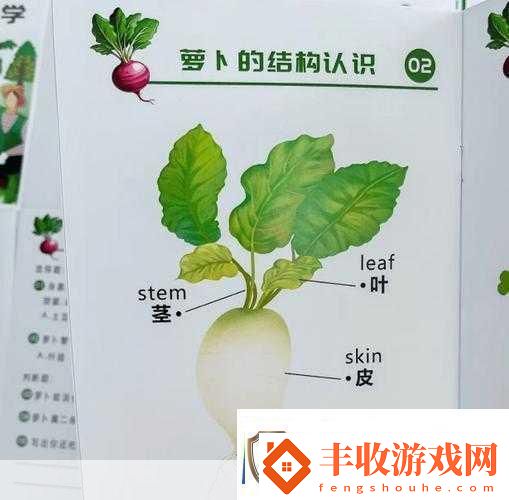 拔蘿卜