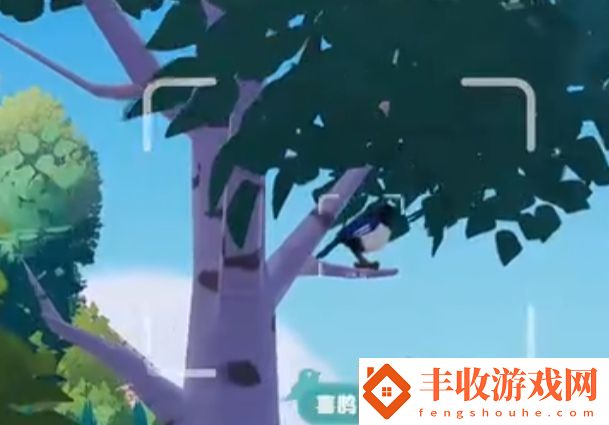 心動小鎮(zhèn)新春季第3周4只鳥位置